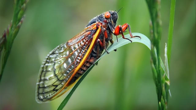 cbsn-fusion-what-to-know-about-trillions-cicadas-about-to-swarm-us-thumbnail-2815861-640x360.jpg 