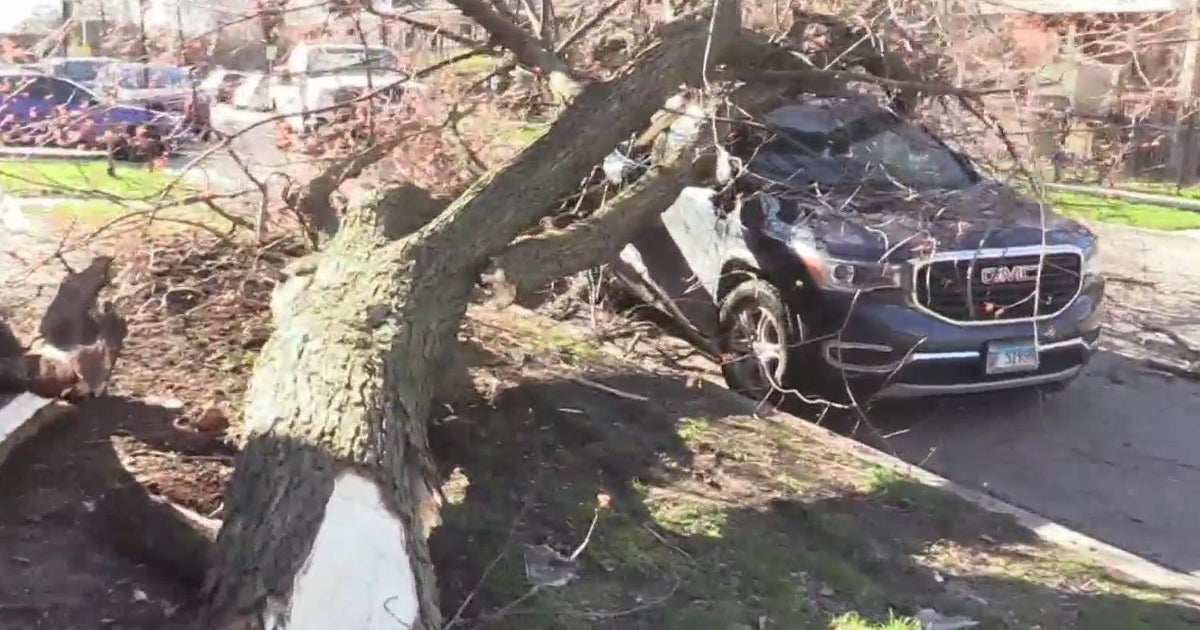 Driver knocks over tree, damaging a second car and a home - CBS Chicago