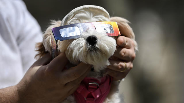Dog wearing eclipse glasses 