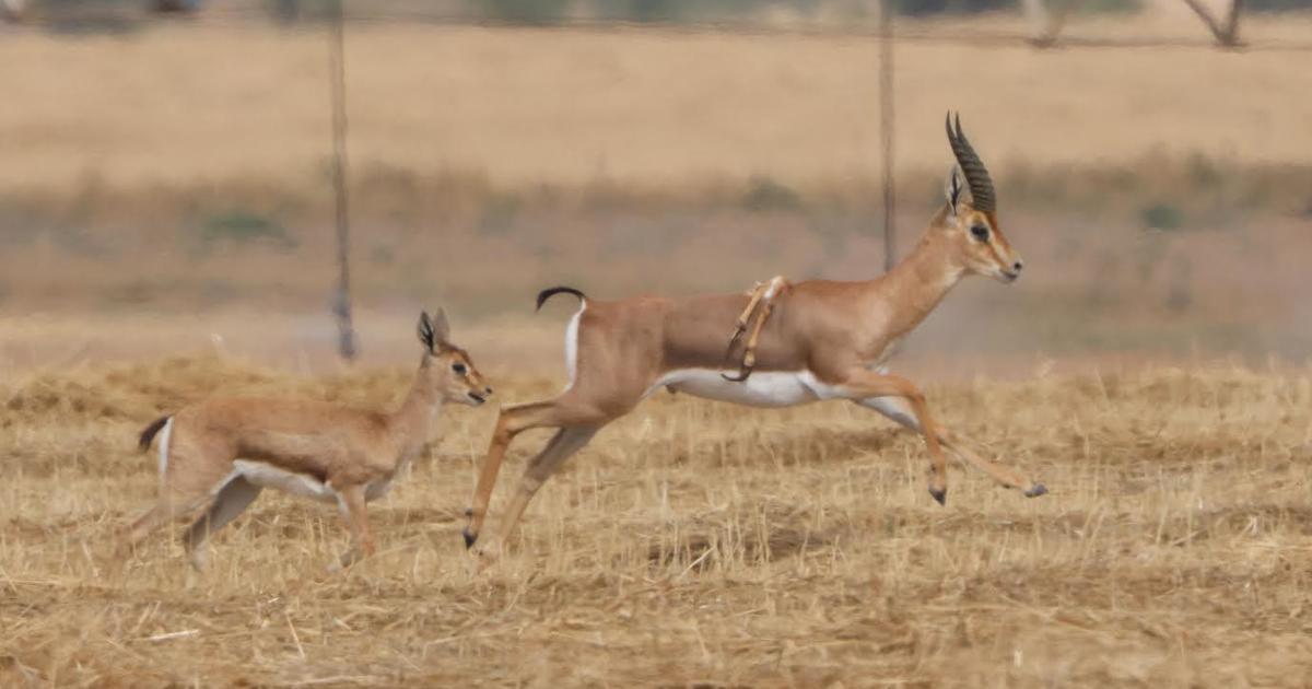 Рядка газела с шест крака е забелязана в Израел Мъжката