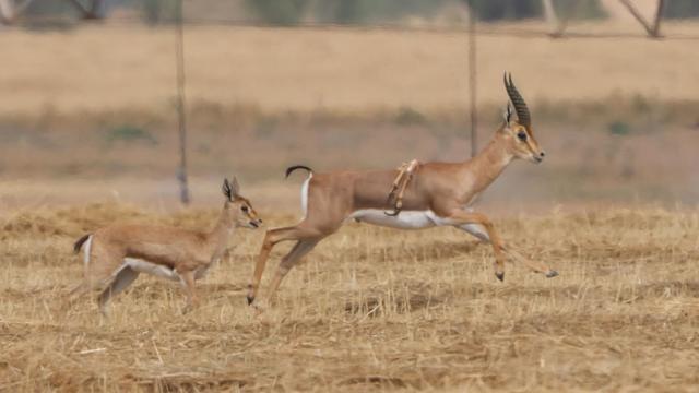 6-legged-israeli-gazelle-photo-credit-amir-balaban-society-for-the-protection-of-nature-in-israel-4.jpg 