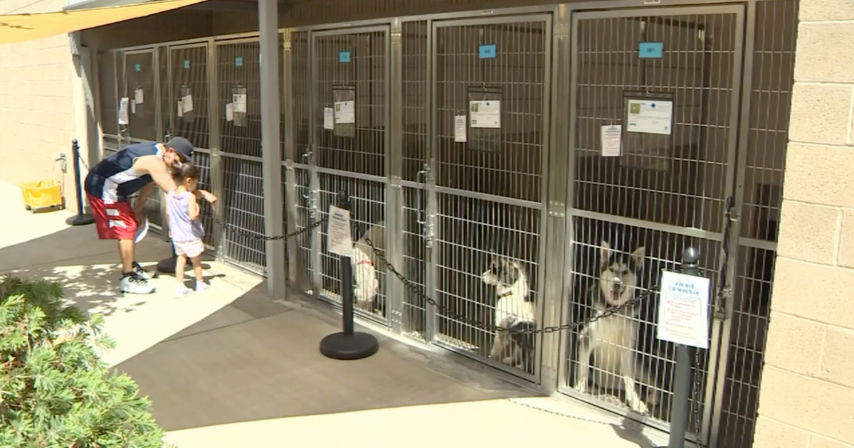 LA City Council approves temporary ban on dog breeding permits LA City Council approves temporary ban on dog breeding permits