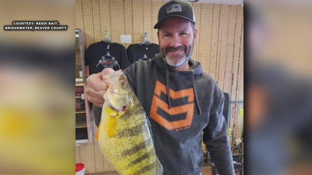 Lawrence County man catches record yellow perch - CBS Pittsburgh