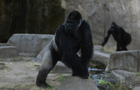 Forth Worth Zoo gorilla during the eclipse 