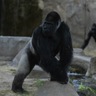 Forth Worth Zoo gorilla during the eclipse 