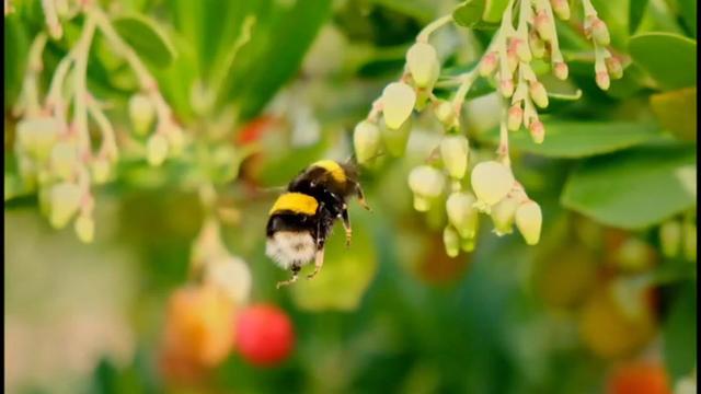 6p-vo-bumblebee-researc-wcco5698-00-00-1429.jpg 
