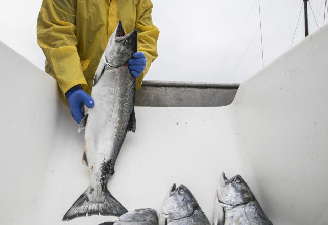 Salmon fishing to be banned off California coast for 2nd year in a