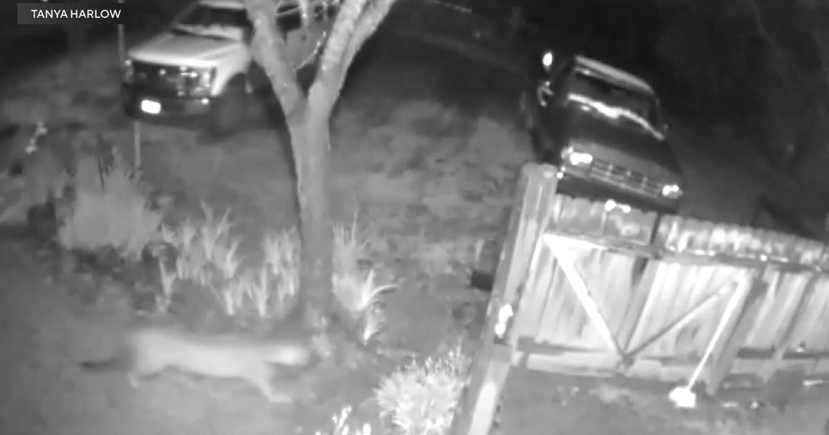 Mountain lion caught on camera in El Dorado County weeks after deadly attack: A terrifying reminder