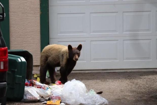 bear-gets-into-trash-cpw.jpg 