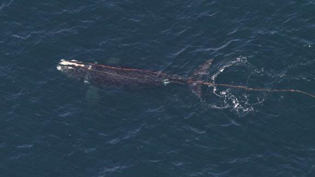 entangled-whale.jpg 