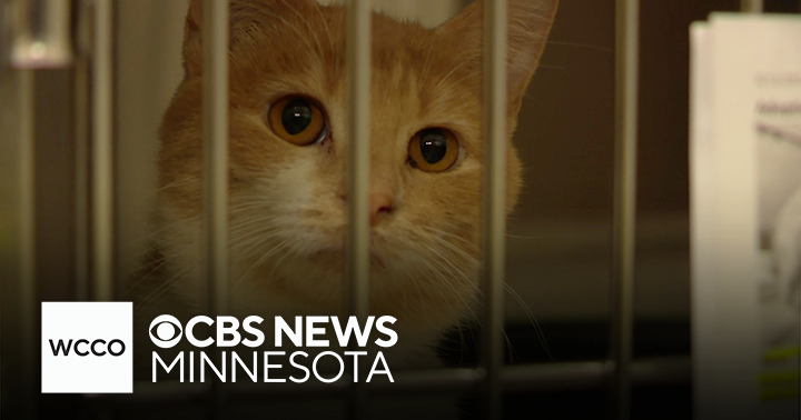 Nearly 100 cats were rescued in rural Minnesota. Here's how to help ...