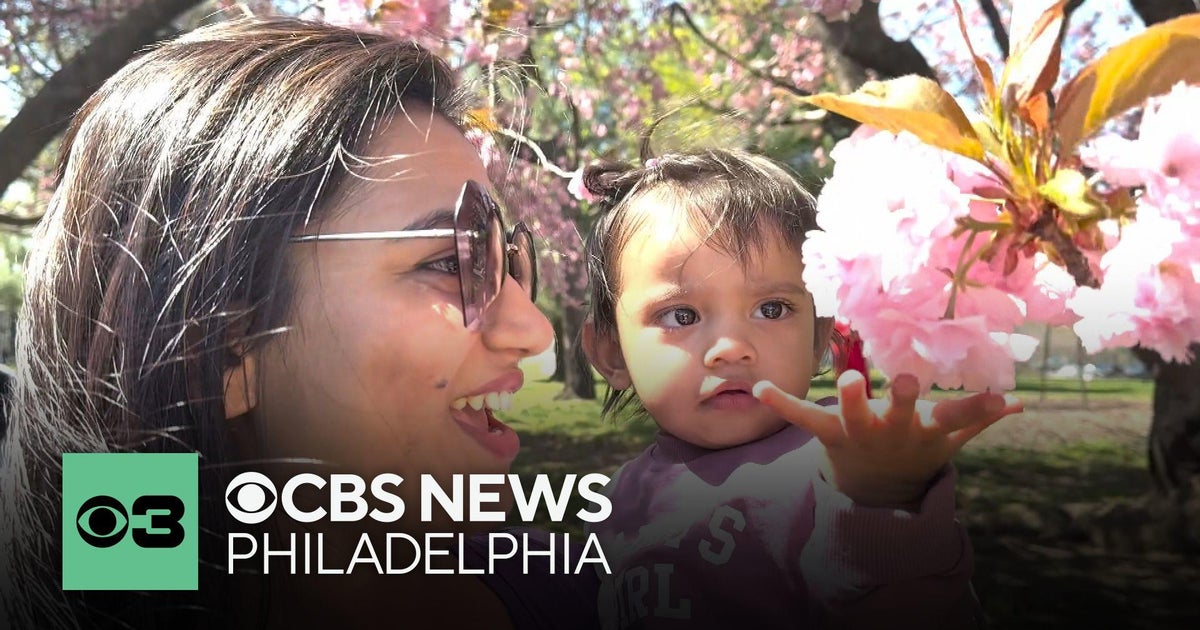 Thousands visit Philadelphia's Fairmount Park for Cherry Blossom ...