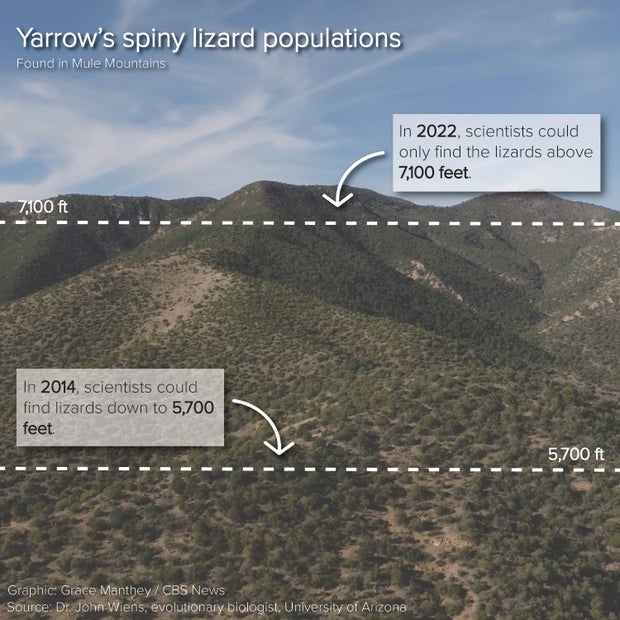 A graphic describing how in 2022, scientists could only find spiny lizards above 7,100 feet. Back in 2014, they could find lizards down to 5,700 feet. Scientists call this process riding the