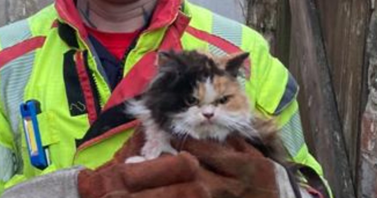 Любопитна котка“, която британските пожарникари трябваше да спасят, след като