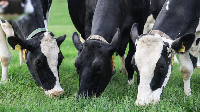 Grazing in the dairy industry 