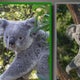 Brookfield Zoo saying goodbye to koalas, welcoming jellyfish 