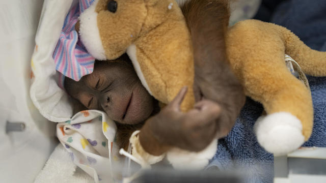 Baby Orangutan Florida 