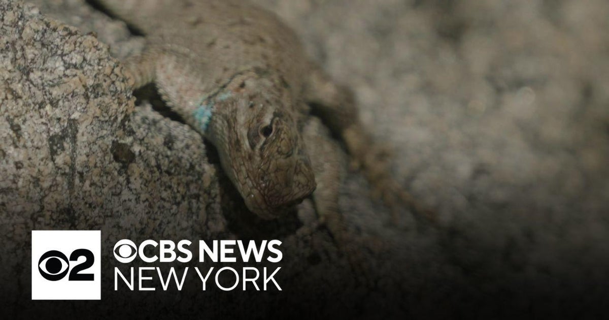 This lizard is getting forced out of its home by climate change - CBS ...