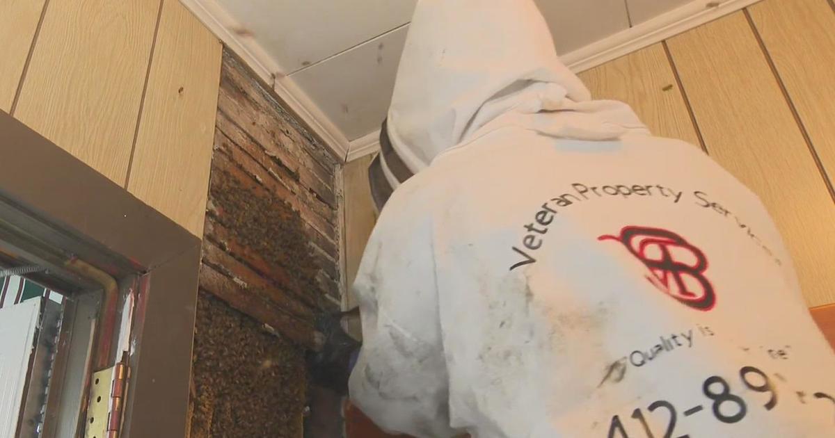 Honey bees safely removed from walls of Pittsburgh-area home
