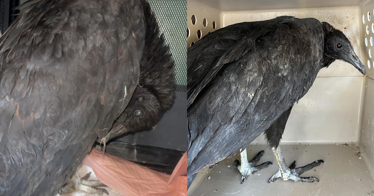 Vultures feared to be dying were just “too drunk to fly”