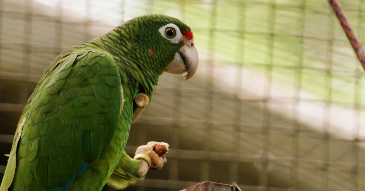 Имаше 56 диви, застрашени пуерторикански папагала, живеещи около Националната гора