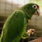 Endangered Puerto Rican parrot threatened by fiercer hurricanes