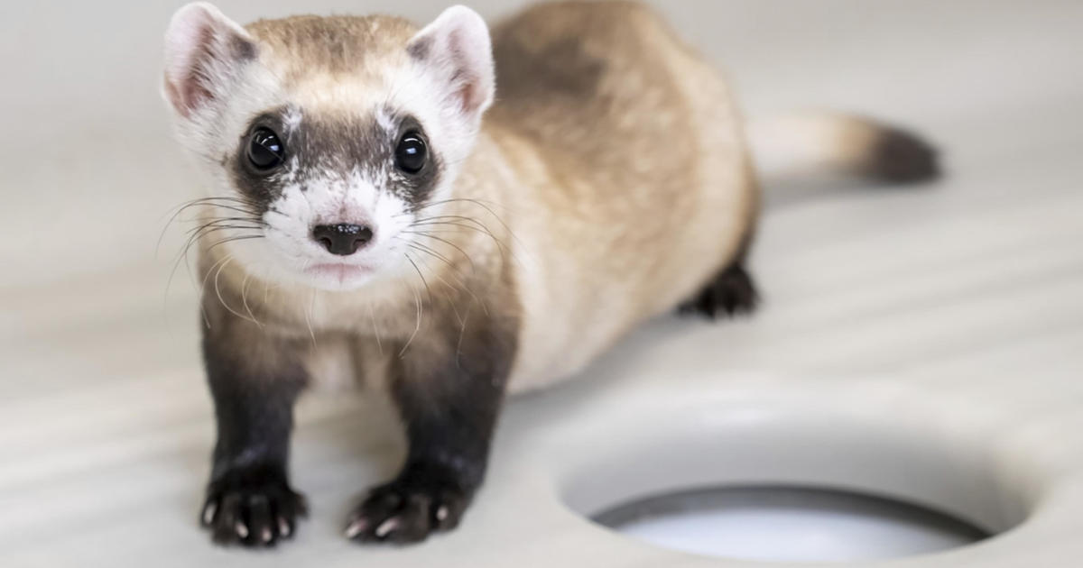 2 endangered ferrets cloned from animal frozen in 1980s