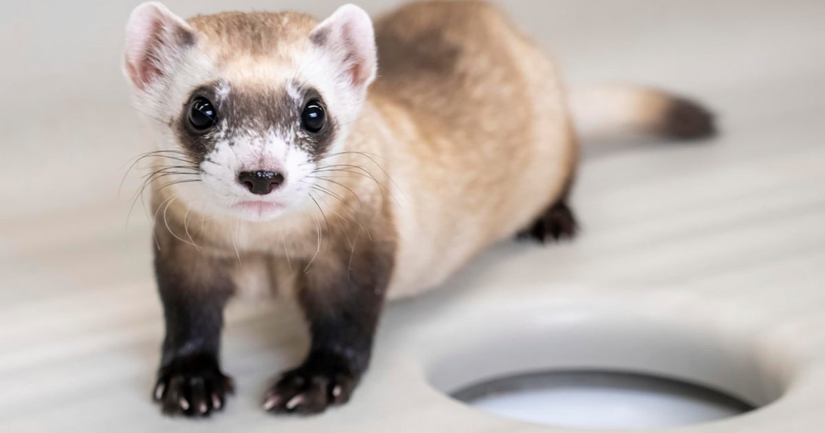 2 more endangered ferrets cloned from animal frozen in the 1980s: “Science takes time” 2 more endangered ferrets cloned from animal frozen in the 1980s: “Science takes time”