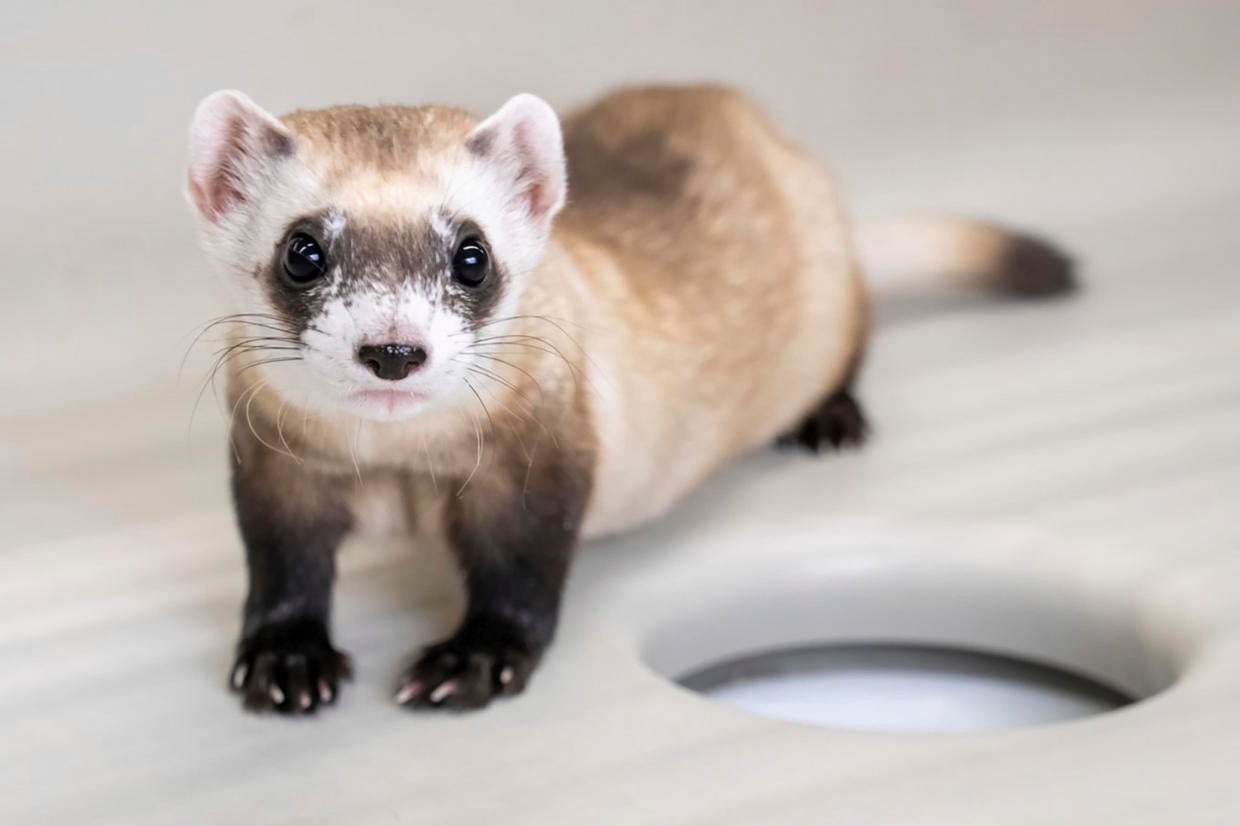 2 more endangered ferrets cloned from animal frozen in the 1980s ...