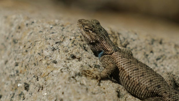 A lizard in Arizona