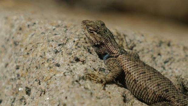 A lizard in Arizona 