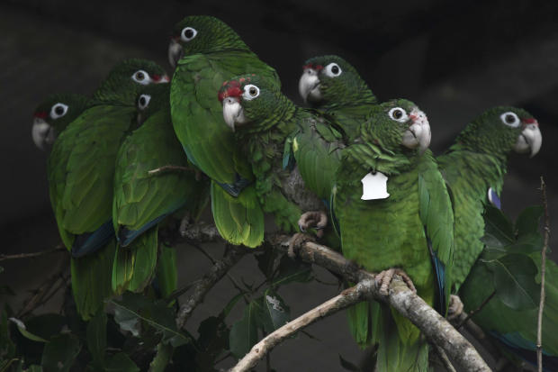 Endangered parrots in Puerto Rico 