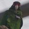 Environmental advocates work to save Puerto Rican parrot from extinction