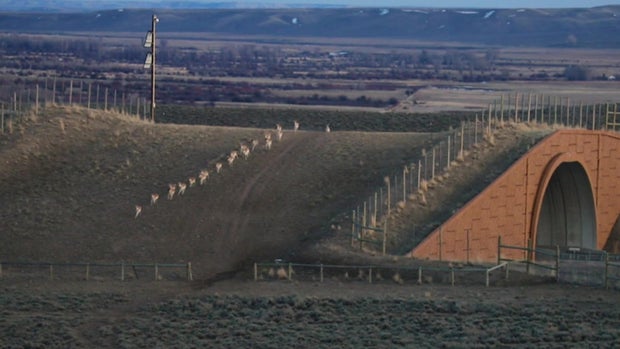 in-wyoming-pronghorn-run-across-highway-191.jpg