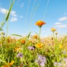 Colorful flowers at the edge of a field against sky in summer, rural scene 