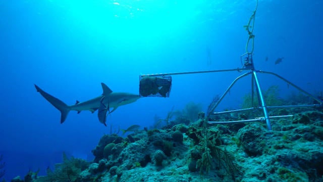 0422-cmo-bahamasmarineprotection-tracy-east-2853761-640x360.jpg