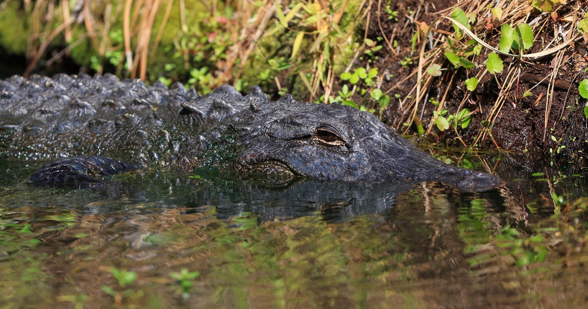 Florida woman bitten by alligator while walking her dog Florida woman bitten by alligator while walking her dog