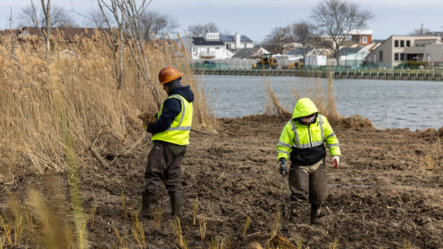 Workers planting beach grass in Copiague, New York 