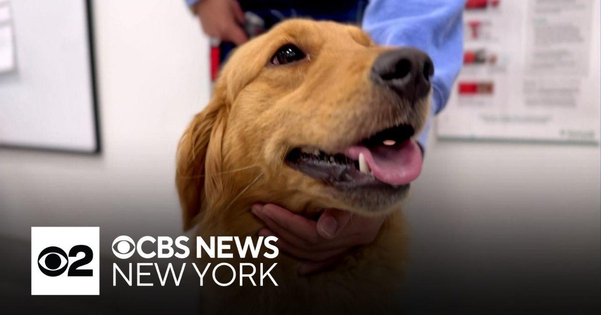 Dogs rescued from around the world get their second chance in Brooklyn ...