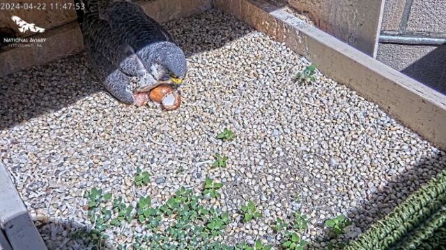 national-aviary-peregrine-falcon-first-egg-2024.png 