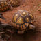 The race to save the tortoise | 60 Minutes Archive