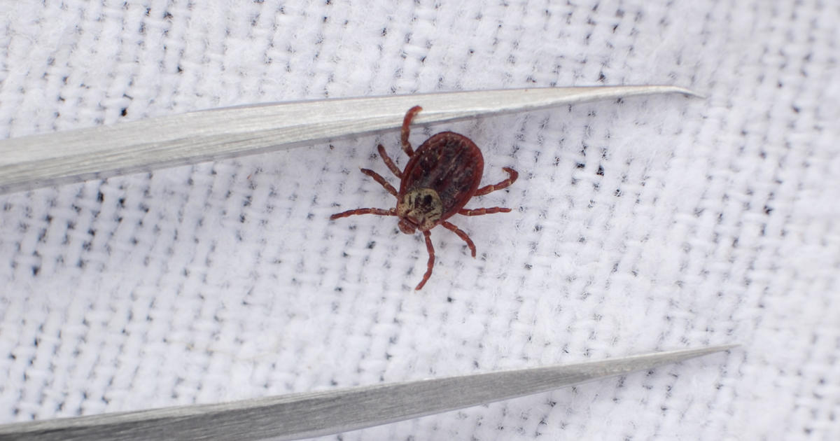 What do ticks look like? How to spot and get rid of them, according to experts