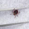 How to spot ticks and get rid of them as warm weather raises risk
