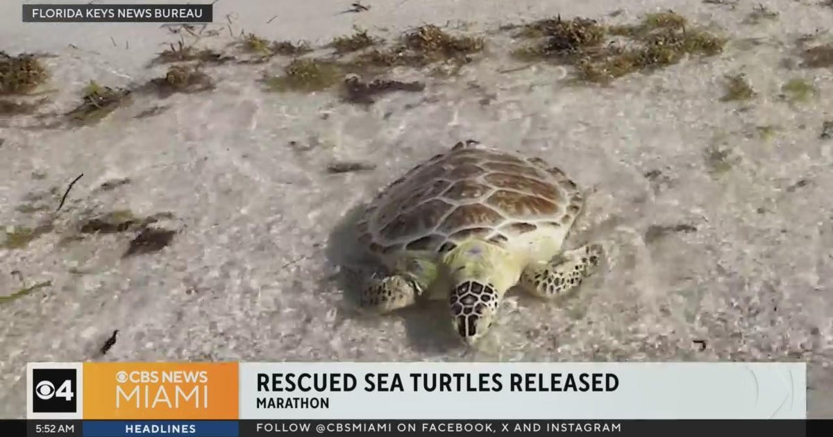 Two rescued sea turtles produced into sea in Marathon Two rescued sea turtles produced into sea in Marathon