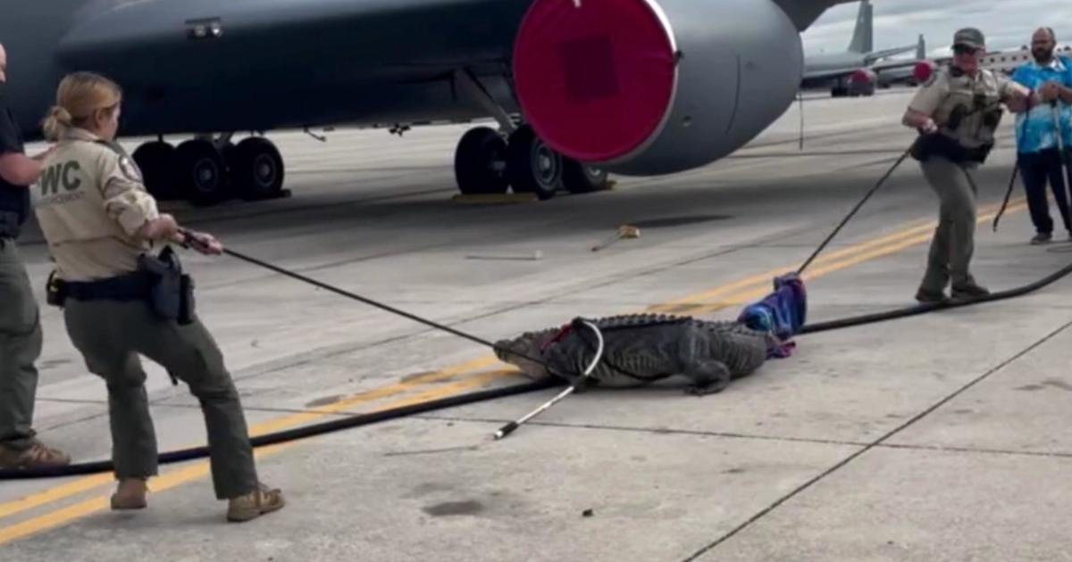 Video shows alligator being wrangled at Air Force base in Florida