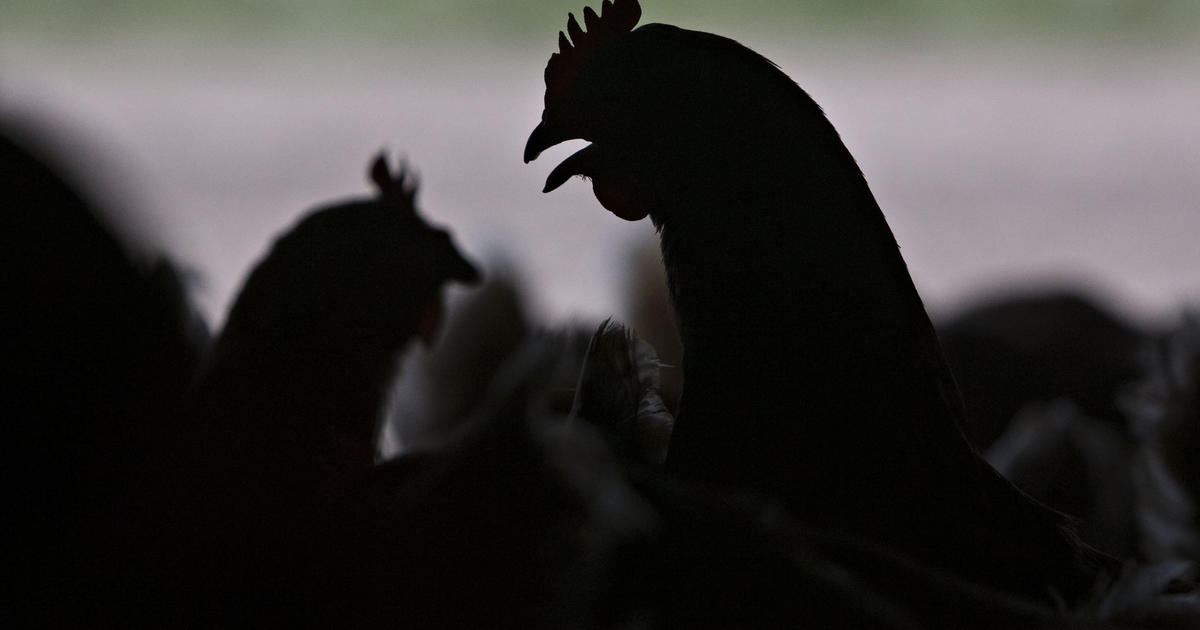 Bird flu outbreak is driving up egg prices — again