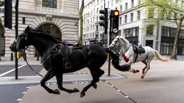  
At least 4 people injured as military horses run loose in central London 
Two runaway military horses bolted through central London, leaving at least 4 people and the animals injured, officials said. 
3H ago