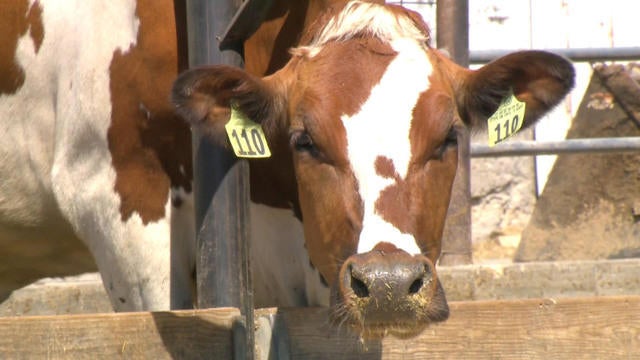 Cats Die After Drinking Milk From Bird Flu Infected Cows in Texas Farm