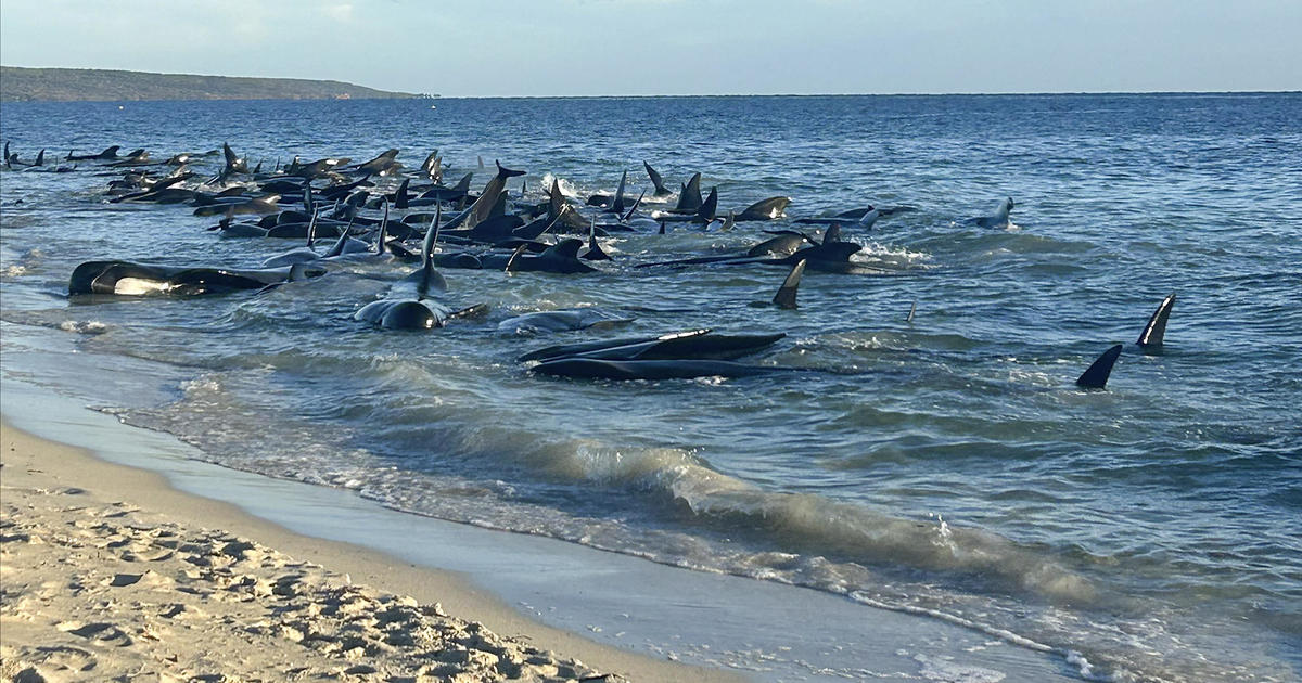 29 beached pilot whales dead after mass stranding on Australian coast; more than 100 rescued