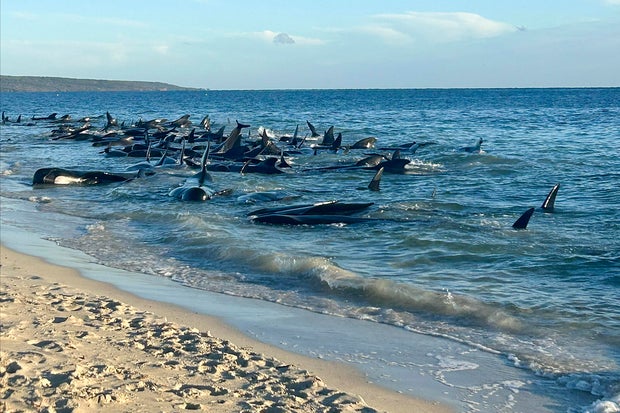29 beached pilot whales dead after mass stranding on Australian coast; more than 100 rescued